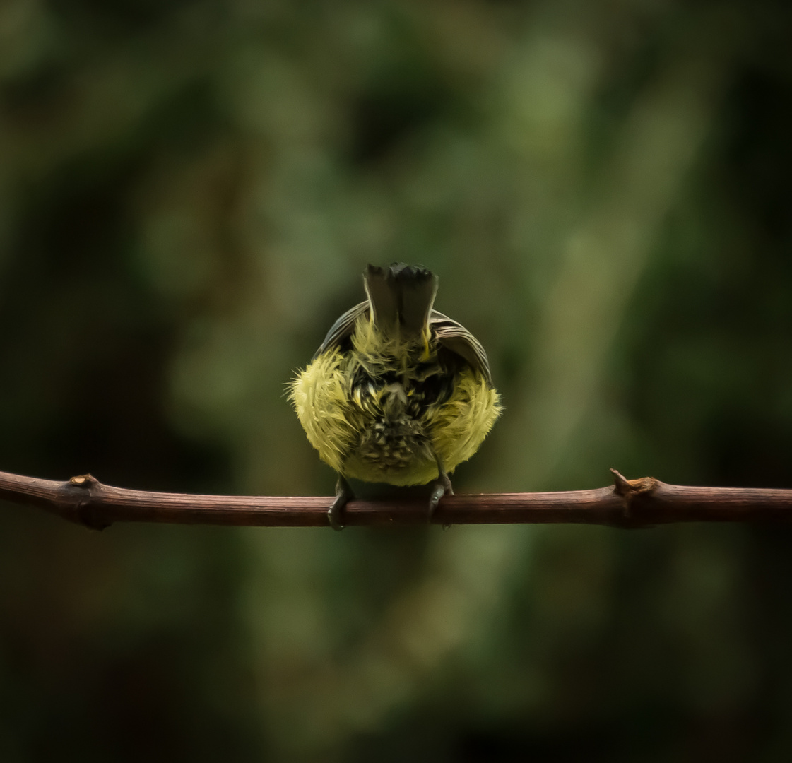 Hallöchen Poppöchen