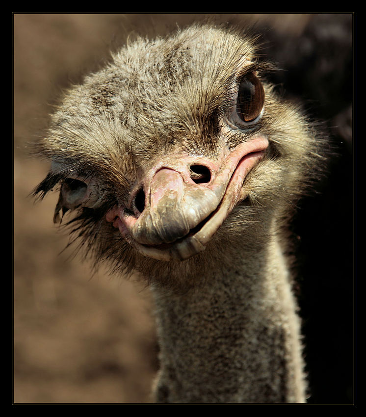 Hallöle, wer bist..... Foto & Bild tiere, zoo, wildpark & falknerei