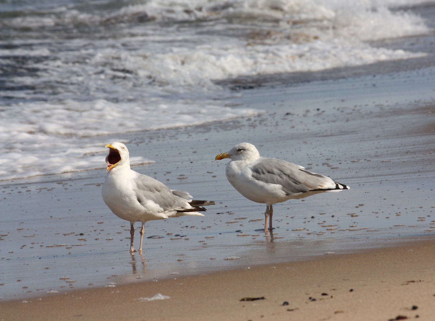 Hallo.......Ende des Urlaubs........nun wird wieder gearbeitet!!!!