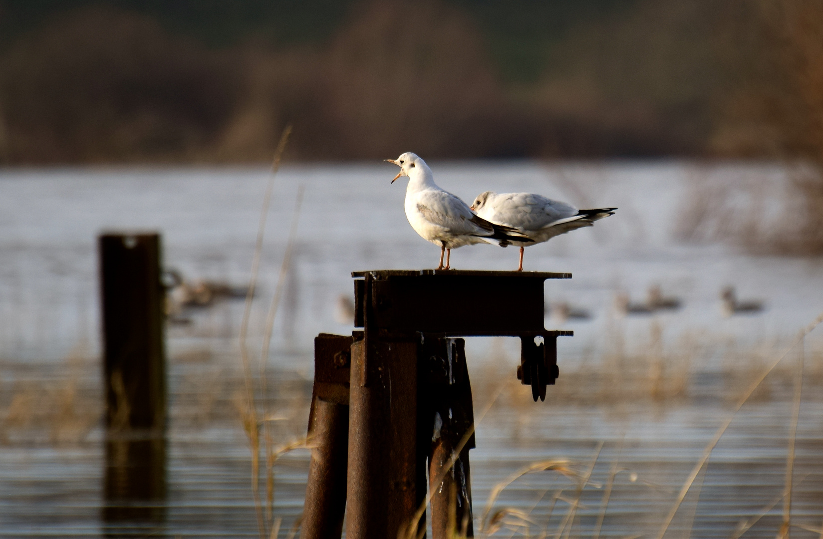 Hallo....es ist wieder Wasser im Rhein!