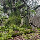 HALLOH HUTEBUCHEN bei Bad Wildungen (2)