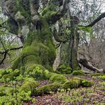 HALLOH HUTEBUCHEN bei Bad Wildungen (2)