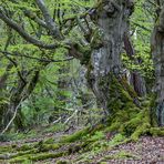 HALLOH HUTEBUCHEN bei Bad Wildungen (5)