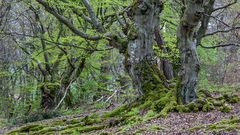 HALLOH HUTEBUCHEN bei Bad Wildungen (5)