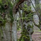 HALLOH HUTEBUCHEN bei Bad Wildungen