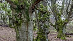 HALLOH HUTEBUCHEN bei Bad Wildungen