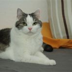 Hallo....ich bin die Sookie, was soviel wie Lilie bedeutet .