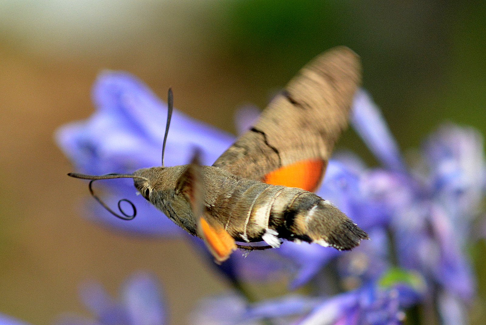 hallo,ich fliege jetzt zum frühstücken...