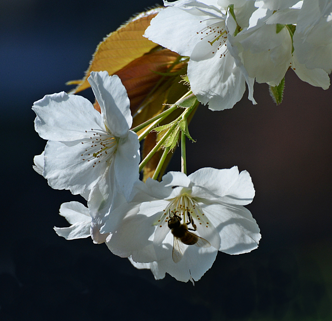 Hallo...liebe BLüte...darf ich....