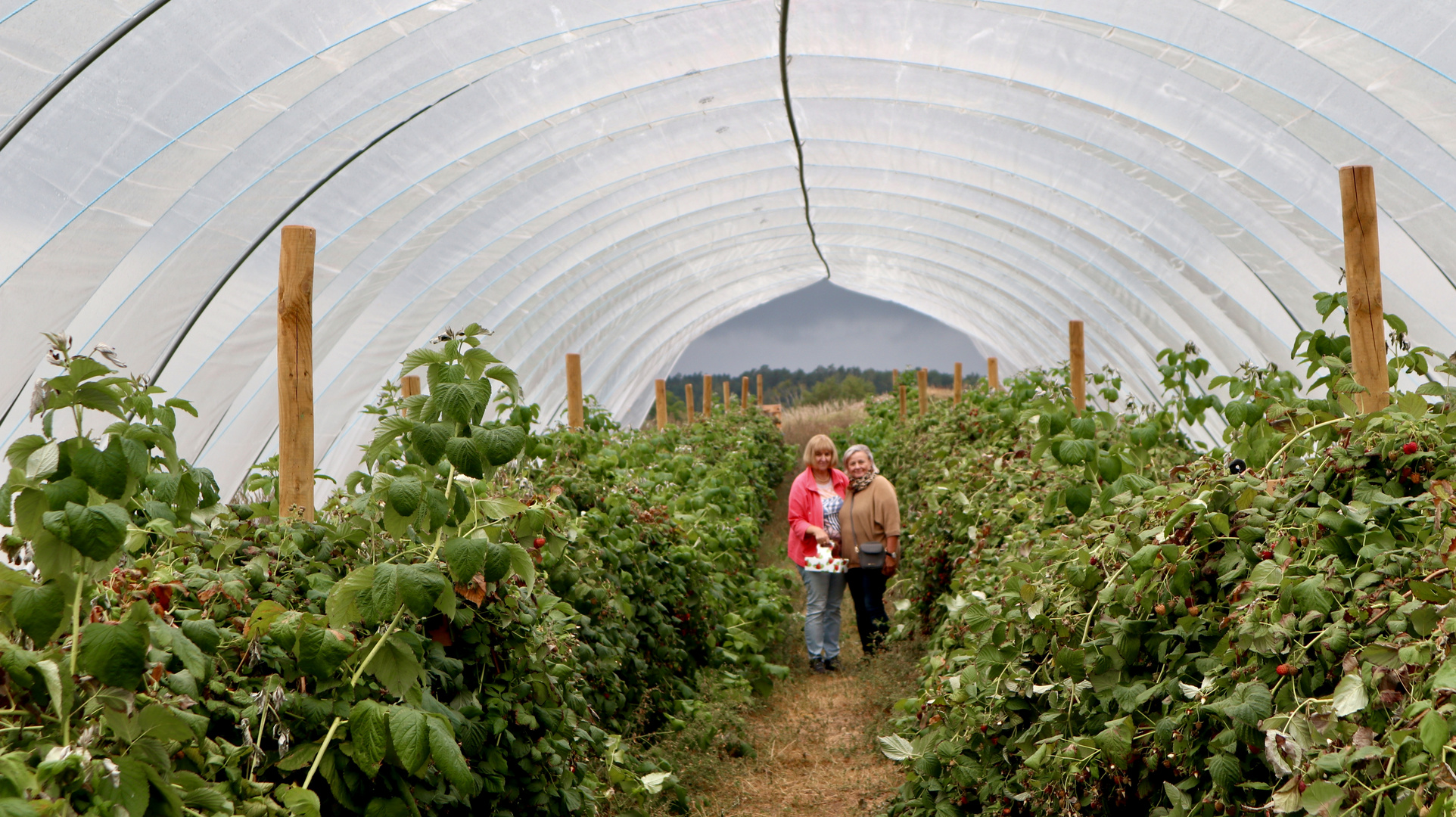 Hallon-Farm in der Nähe……….