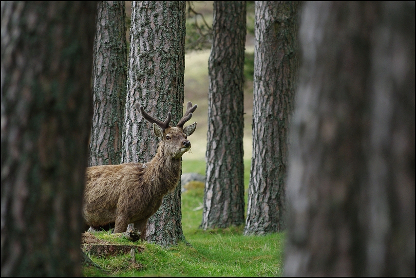 Halloo...? Foto & Bild tiere, wildlife, säugetiere Bilder auf