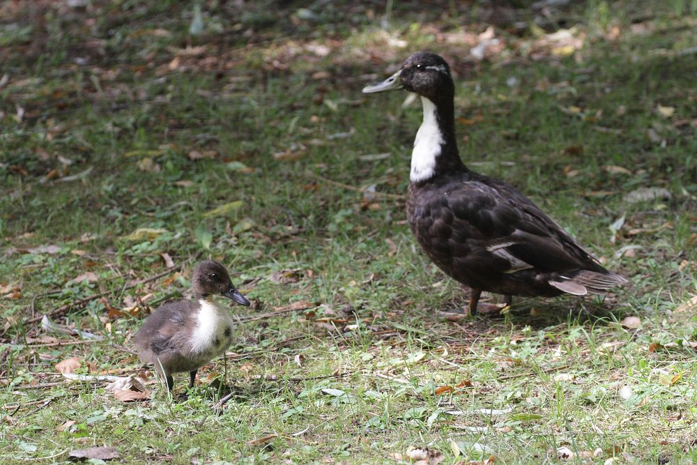 "Hallooo ... dies ist ein Aufruf .... um welche Enten es sich hier handelt"?