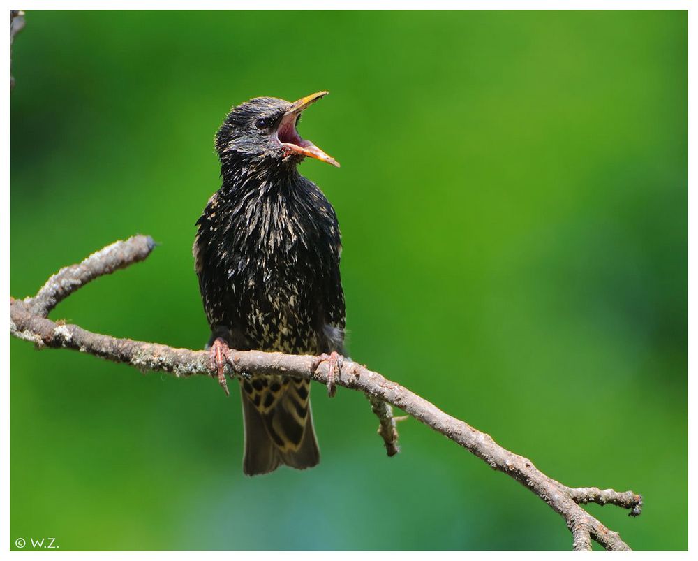 ---- Hallooo wo bleibst du denn ---- ( Sturnus vulgaris )