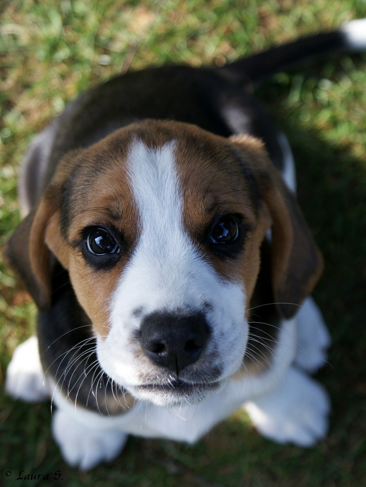 Halloooo ich bin ein Beagle!