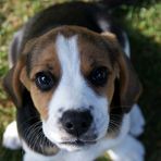 Halloooo ich bin ein Beagle!