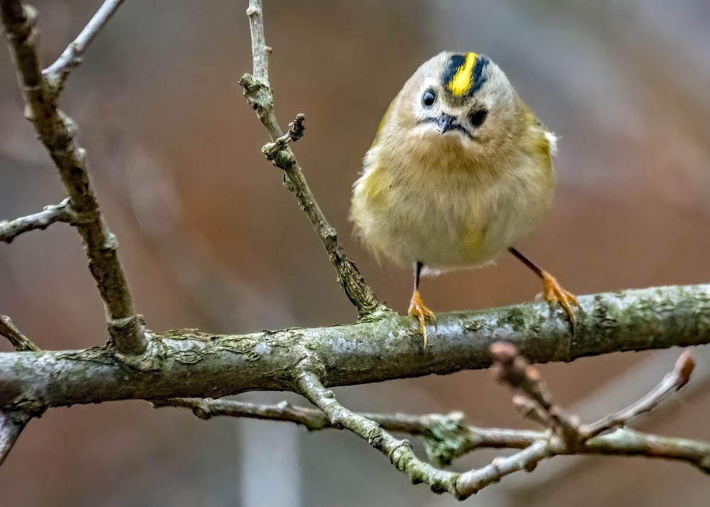 "Halloooo .... wer bist denn du"?