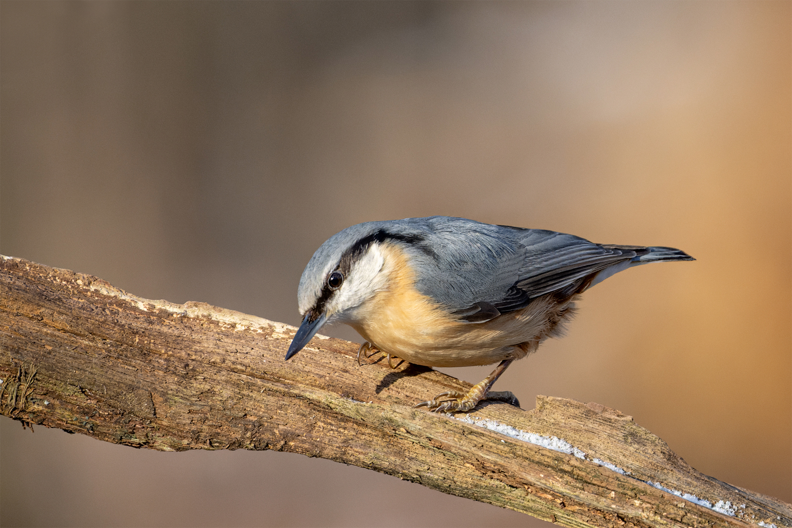 Halloooooo! Foto & Bild tiere, wildlife, wild lebende vögel Bilder