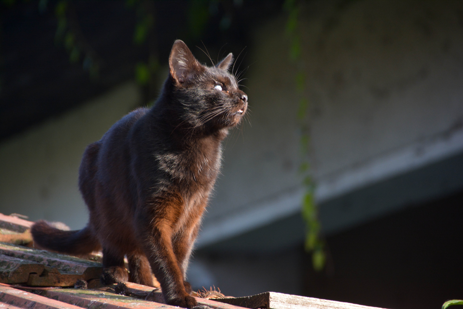 Halloween-Allerheiligen-Katze 