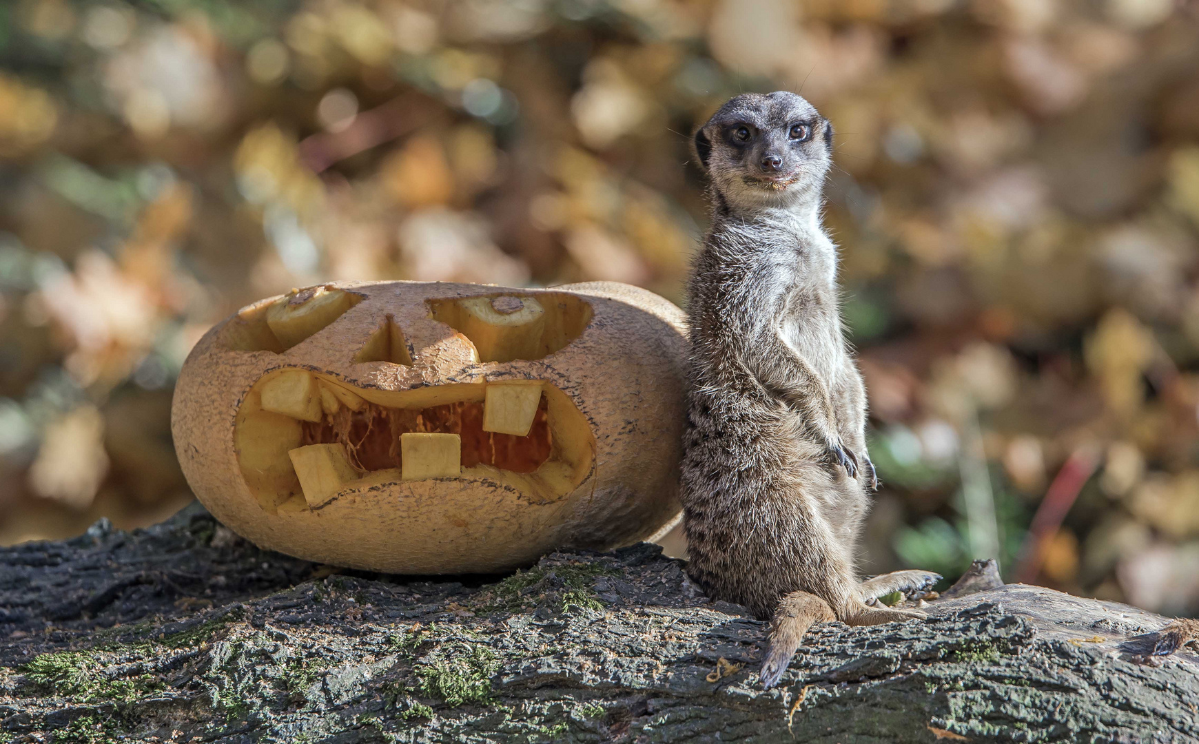 Halloween bei Familie Erdmann