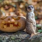 Halloween bei Familie Erdmann