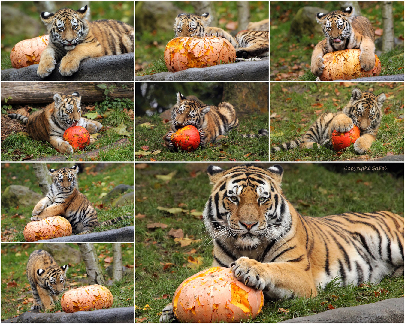 Halloween bei Familie Tiger