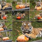 Halloween bei Familie Tiger