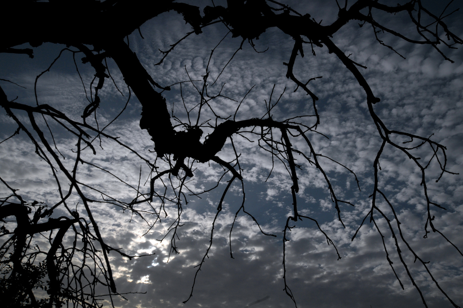 Halloween branches