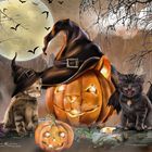 ******halloween cats******