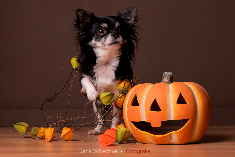 Halloween Chihuahua ;)