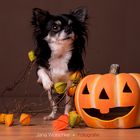 Halloween Chihuahua ;)