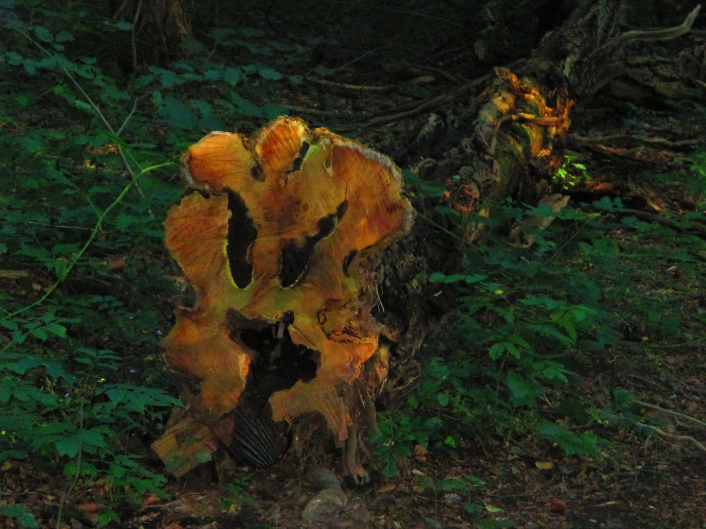 Halloween embusqué au détour du sentier