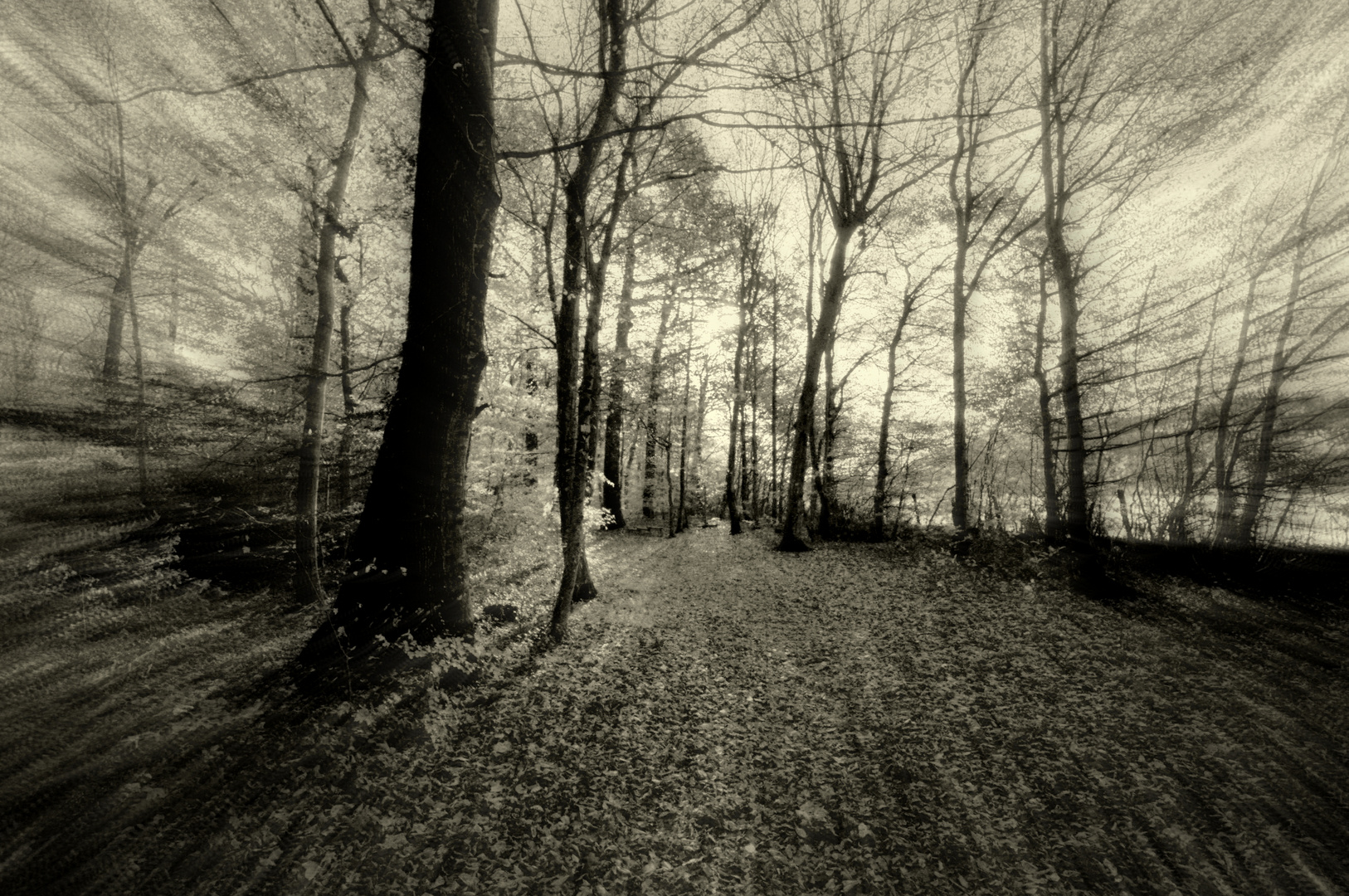 Halloween en forêt