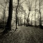 Halloween en forêt