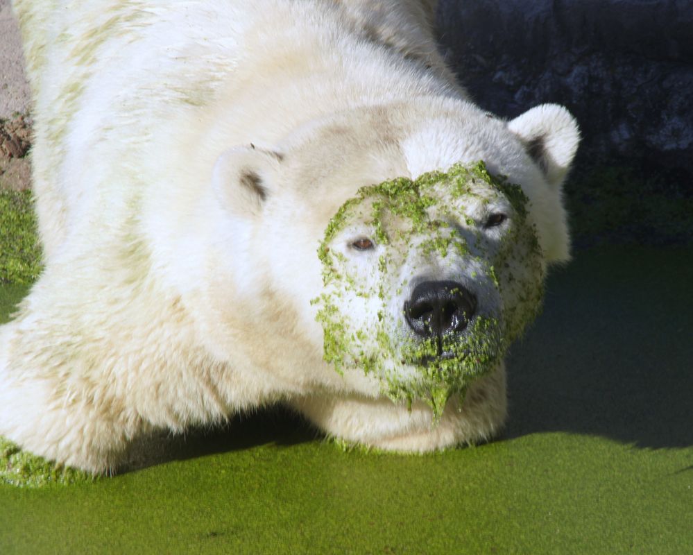 Halloween für Eisbären