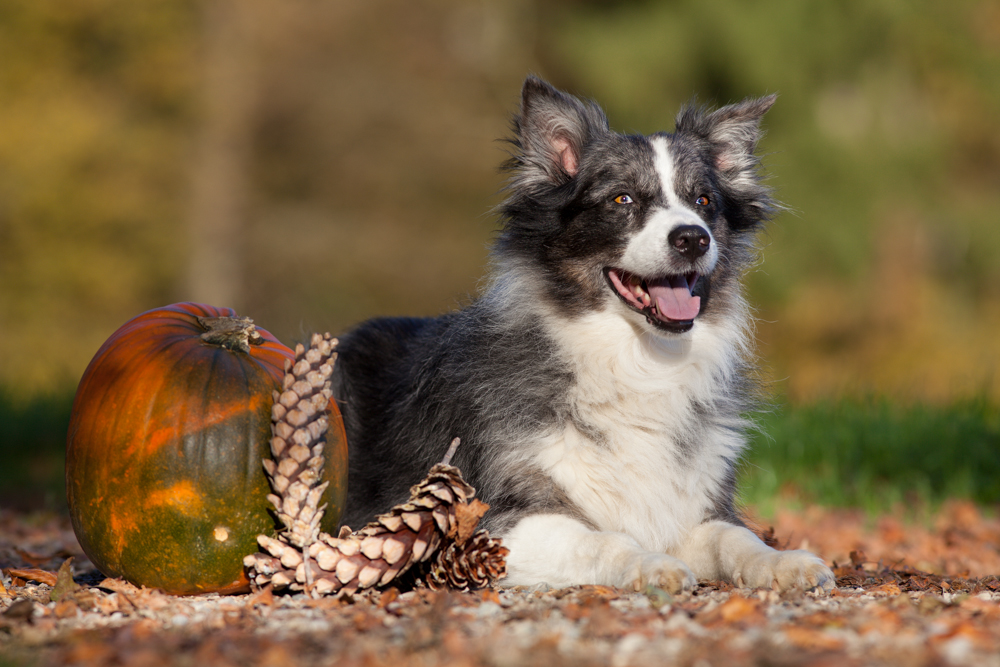 Halloween - Hund