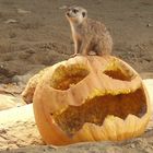 Halloween im Kölner Zoo...