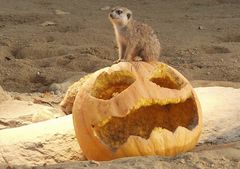 Halloween im Kölner Zoo...