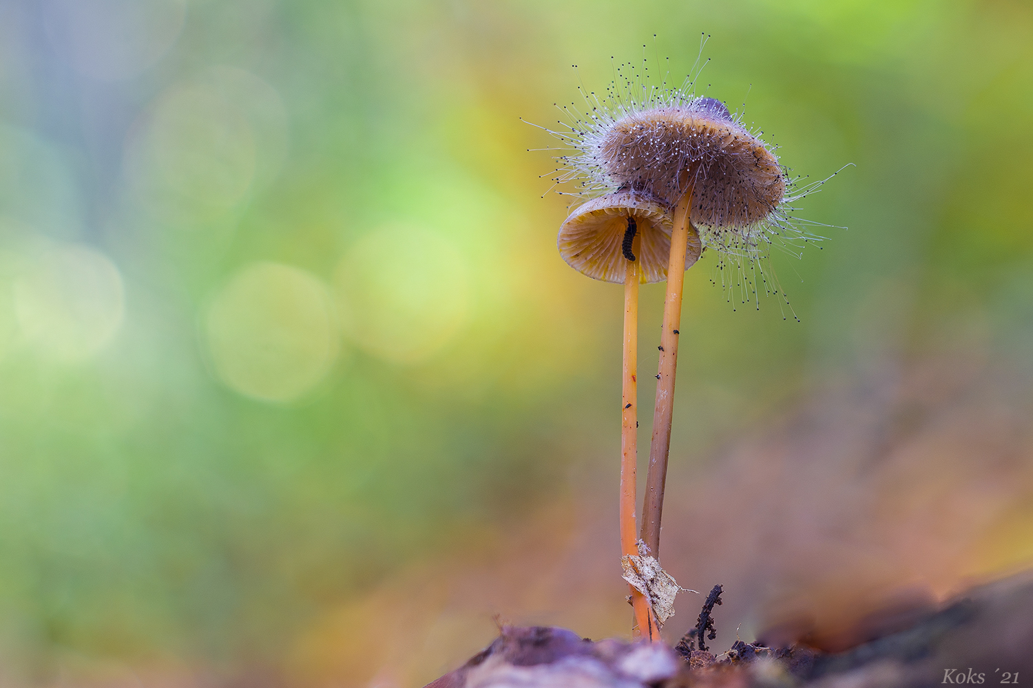 Halloween im Wald