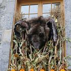 Halloween in Quebec