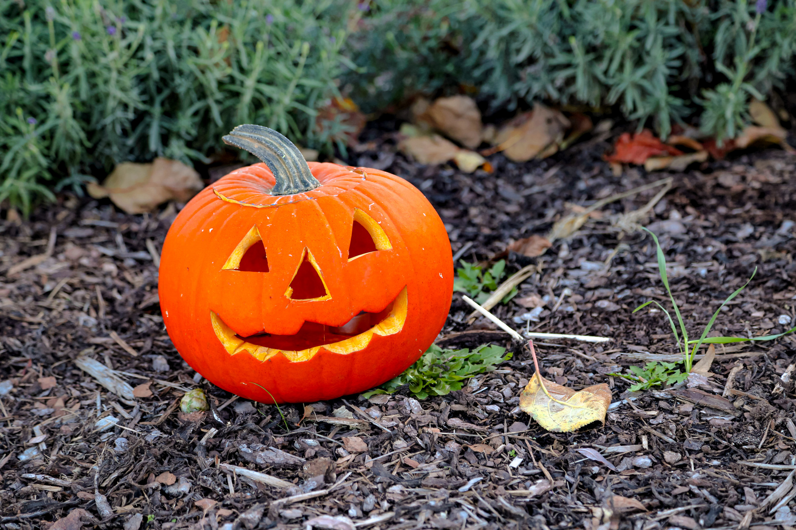 Halloween kann kommen!