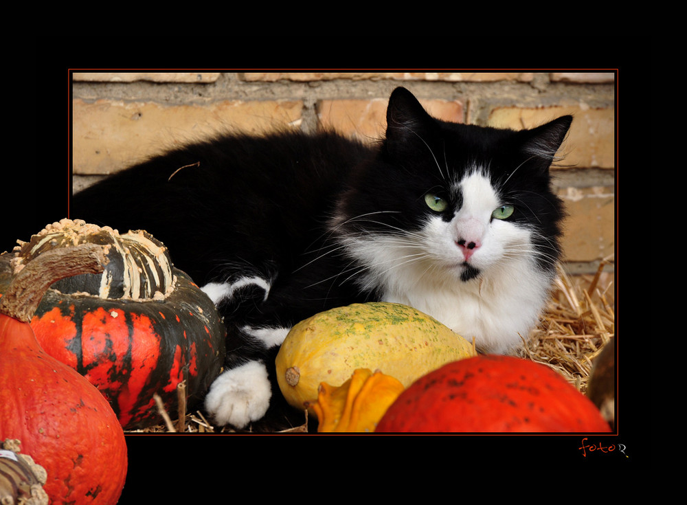 Halloween Katze