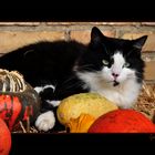 Halloween Katze