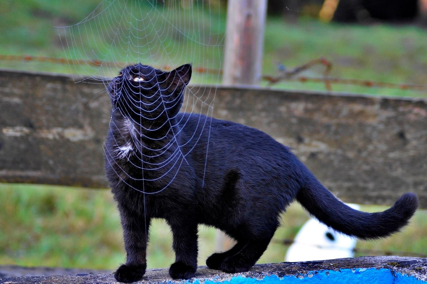 Halloween Katze gefangen im Spinnennetz