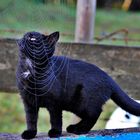 Halloween Katze gefangen im Spinnennetz