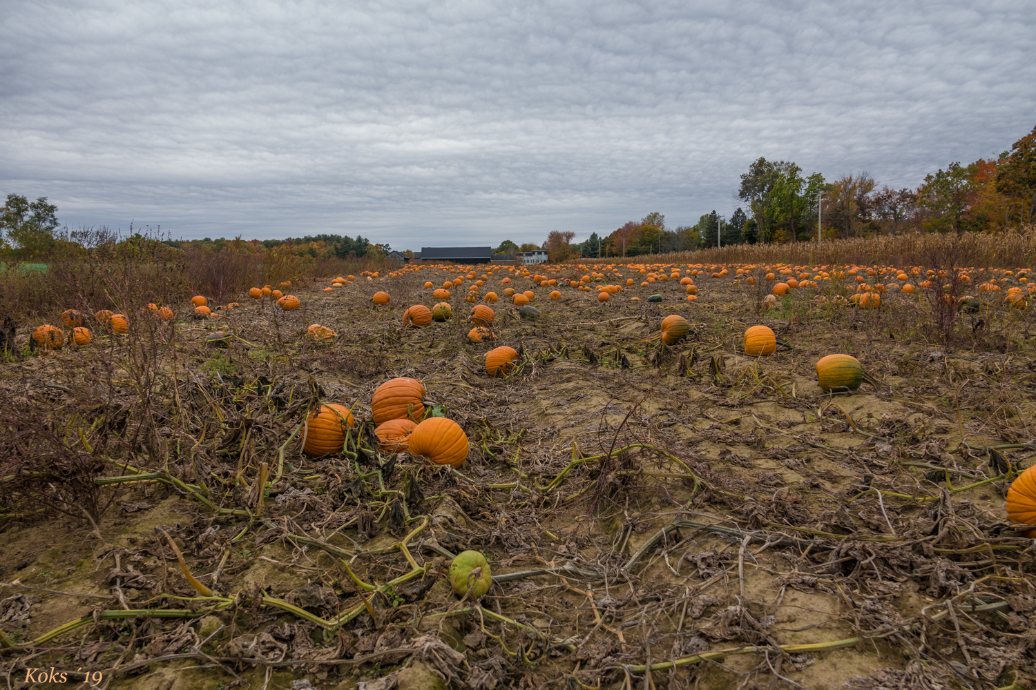 Halloween-Land