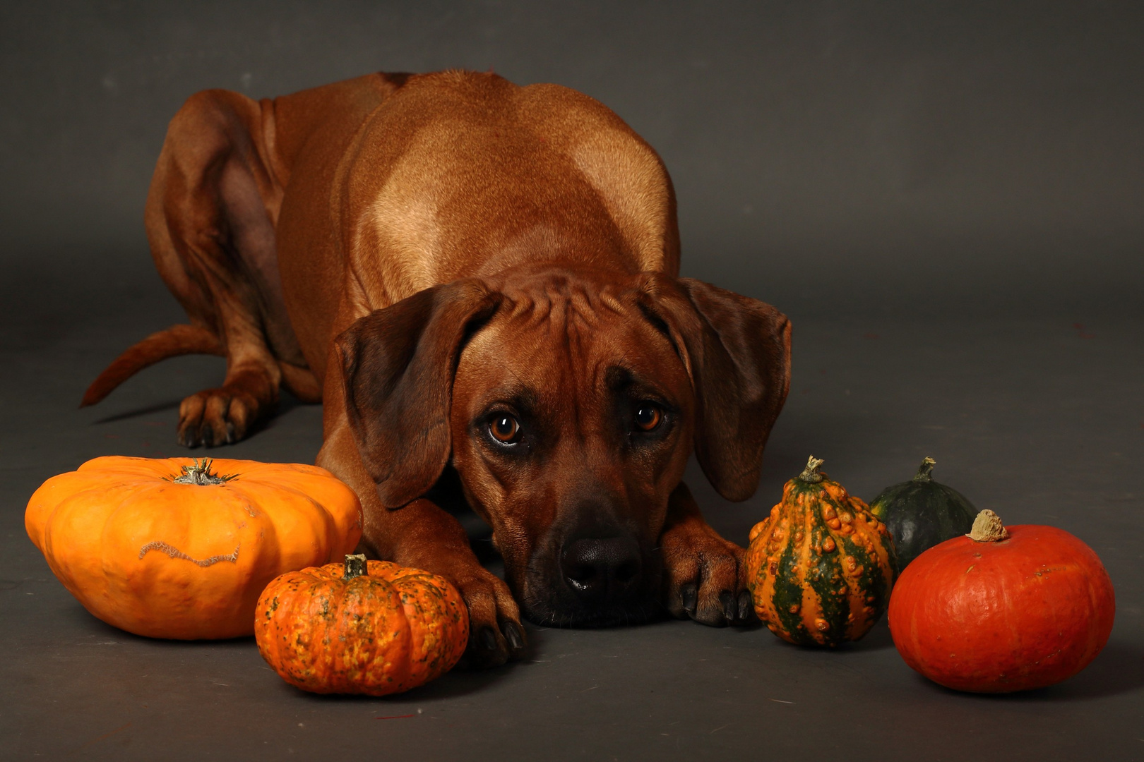 Halloween mit Hanna