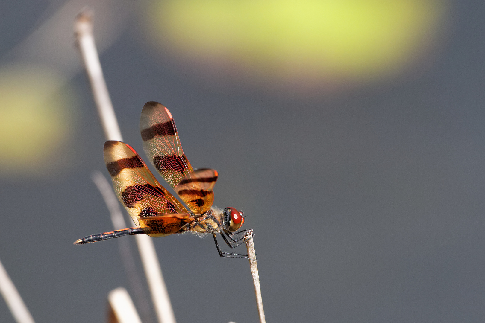 Halloween Pennant