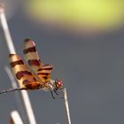 Halloween Pennant