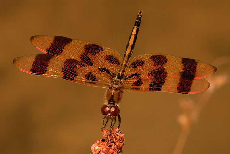 Halloween Pennant