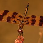 Halloween Pennant